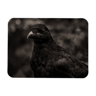 Die Suche Magnet