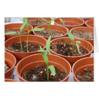 Die Suche nach der Sonne