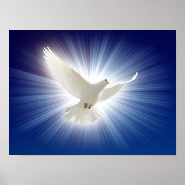 die Taube im Licht Poster (Vorne)