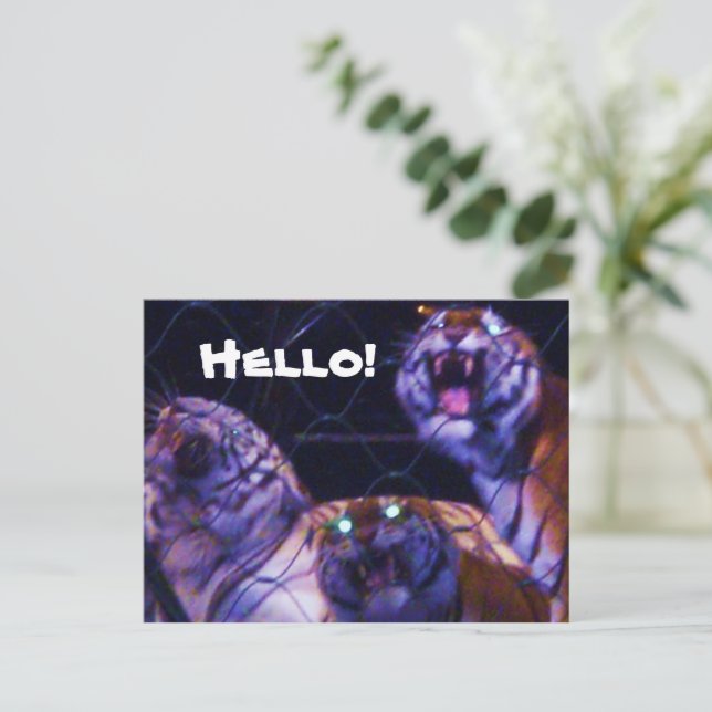 DIE TIGERE-Postkarte Postkarte (Stehend Vorderseite)