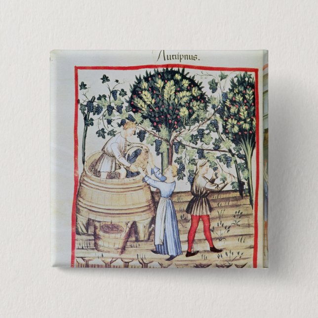 Die Trauben-Ernte, 13. Jahrhundert Button (Vorderseite)