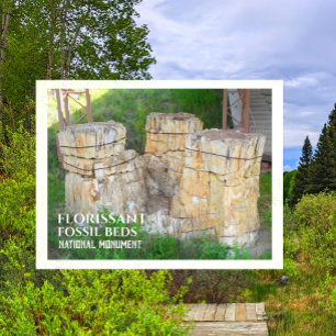 Die "Trio"-Bäume, florissant-fossile Betten, CO Postkarte
