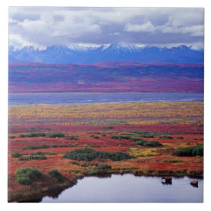 Die Tundra des Denali-Nationalparks im späten Fliese