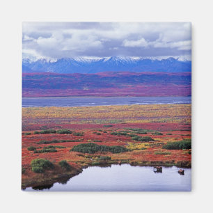 Die Tundra des Denali-Nationalparks im späten Magnet