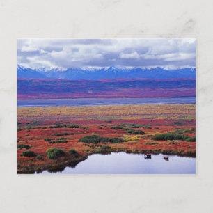 Die Tundra des Denali-Nationalparks im späten Postkarte