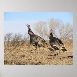 Die Türkei-Horizont Poster