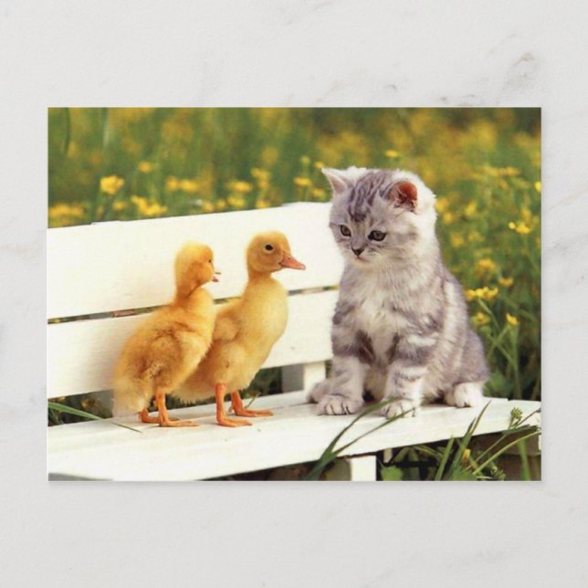 Die Ugly Duck Postcard Postkarte (Vorderseite)