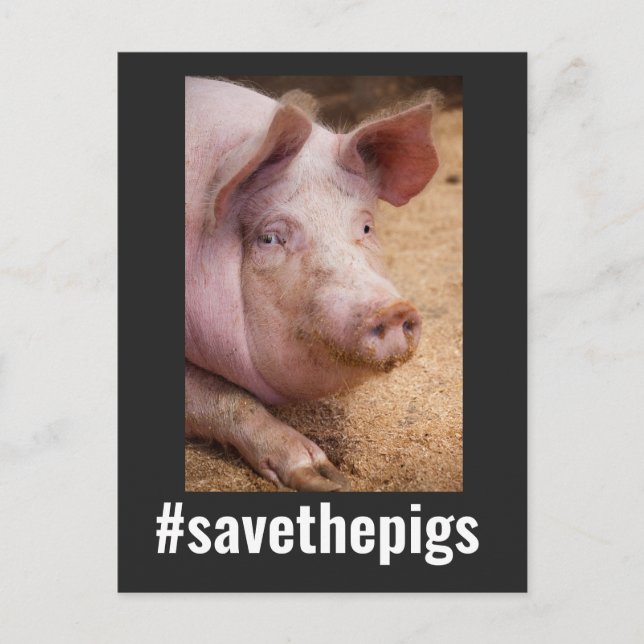 DIE VEGANEN POSTCARDS DES SCHWEINCHTS gerettet Postkarte (Vorderseite)