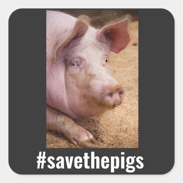 DIE VEGANEN SCHWEINEFELN gerettet Quadratischer Aufkleber (Vorderseite)