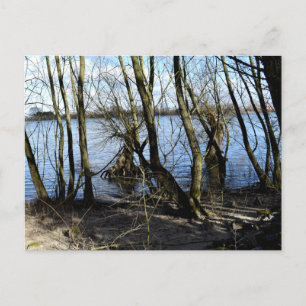 Die verlorenen Orte , Bäume am Ufer des Flusses Postkarte