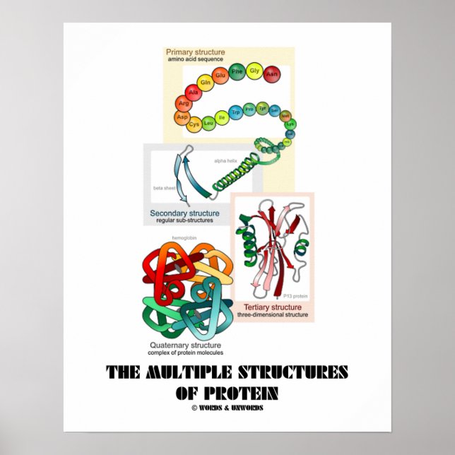 Die verschiedenen Proteinstrukturen (Biologie) Poster (Vorne)