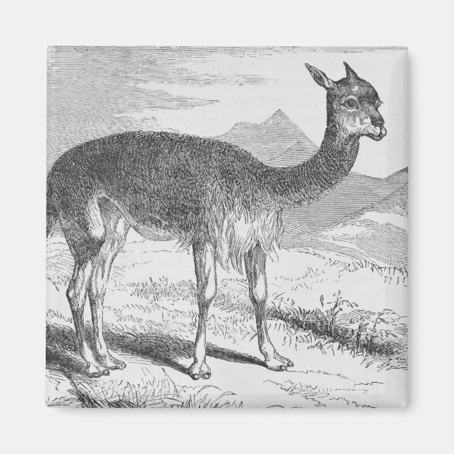 Die Vicuna am Rio de Azufre Magnet (Vorne)