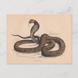 Die Vintage-Cobra-Zoologie-Postkarte Postkarte
