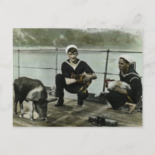 Die Vintage-WWII-Matrose-Hahn-Schwein-Maskottchen Postkarte
