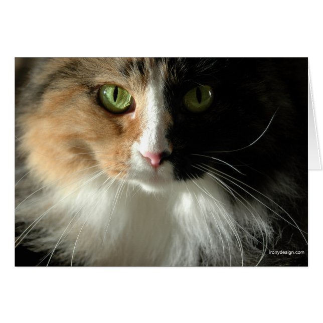 Die Visitenkarten der Katze (Vorderseite (Horizontal))