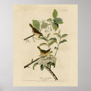 Die Vögel Amerikas von Warbler Audubon Poster