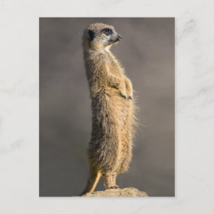 Die Wachtpostkarte Postkarte
