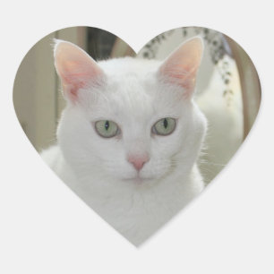 Die wahre Hübsche Katzenprinzessin Herz-Aufkleber