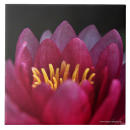 Die Wasserlilie Fliese