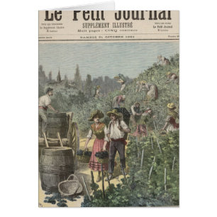 Die Wein-Ernte