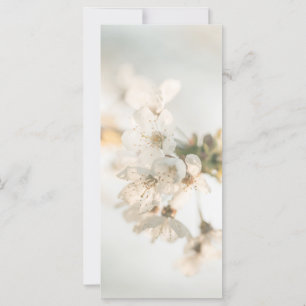 Die weiße Kirschblüte Naturfotokarte