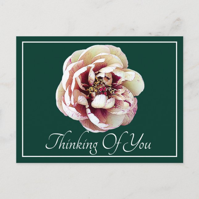 Die weiße Krimson Peony grüner Hintergrund Postkarte (Vorderseite)
