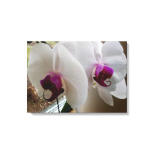 DIE WEISSE ORCHID-Leinwand