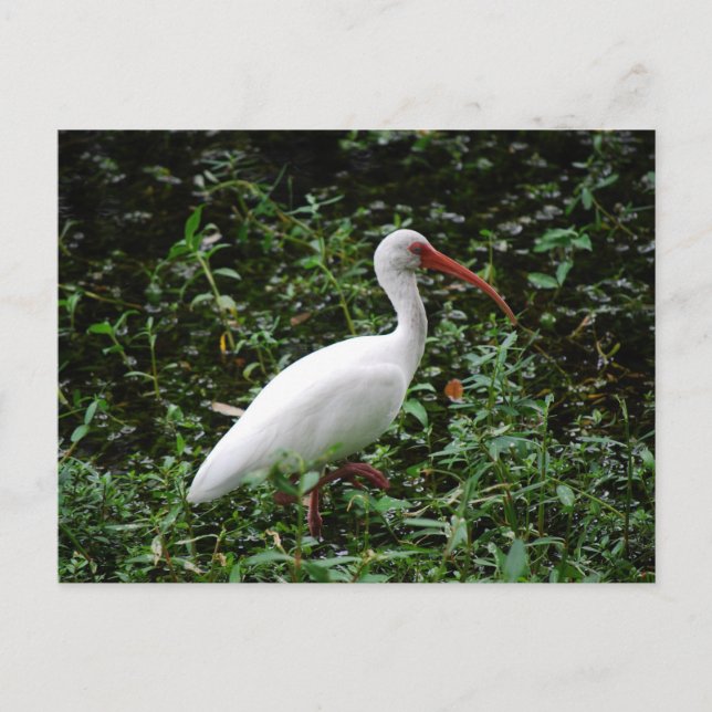 Die weißen Ibis... Postkarte (Vorderseite)