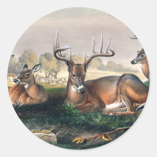 Die Weißen von Joseph Wolf Runder Aufkleber (Vorderseite)