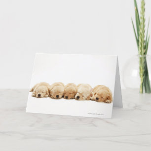 Die Welpen des golden retriever Karte