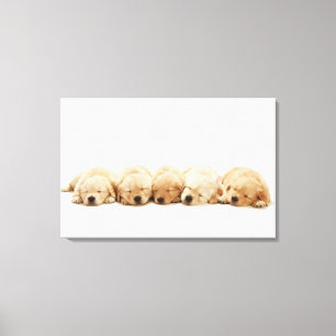 Die Welpen des golden retriever Leinwanddruck