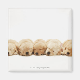 Die Welpen des golden retriever Magnet