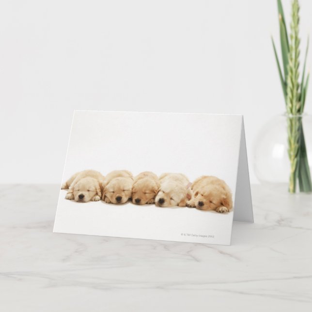 Die Welpen des Goldenen Retriever Karte (Vorderseite)