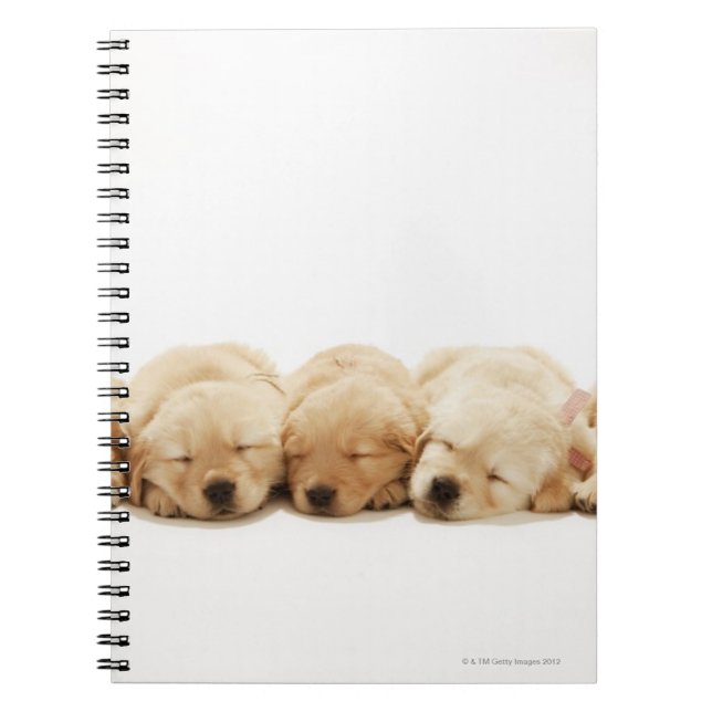 Die Welpen des Goldenen Retriever Notizblock (Vorderseite)