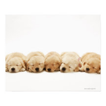 Die Welpen des Goldenen Retriever