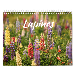 Die Welt der Lupinen Kalender