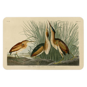 Die wenigsten Bittern von Audubons Vögeln in Ameri Magnet