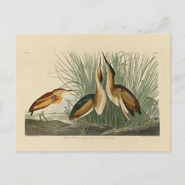 Die wenigsten Bittern von Audubons Vögeln in Ameri Postkarte (Vorderseite)