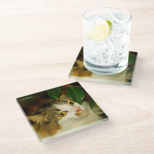 Die Whimsikkatze und die Kamelie Glasuntersetzer