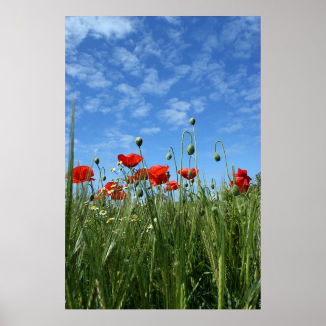Die Wiese Poster (Vorne)