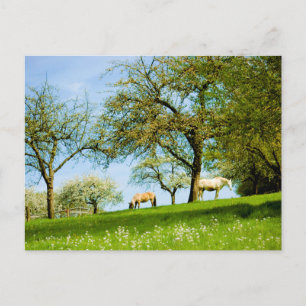 Die Wiese-Postkarte Postkarte