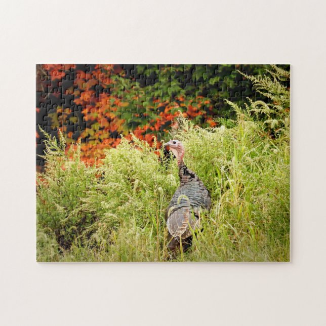 Die wilde Türkei im Herbst im großen Gras (Horizontal)