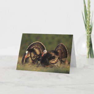Die wilde Türkei, Meleagris gallopavo, Männer Karte