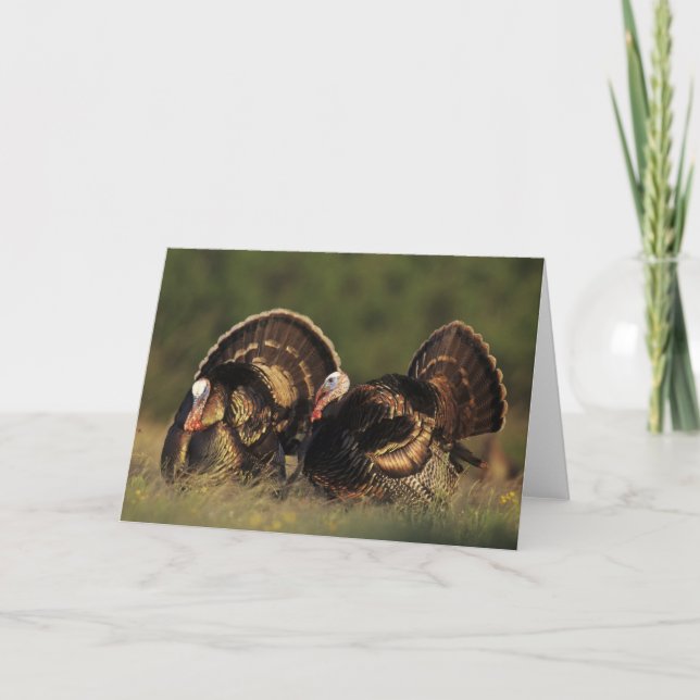 Die wilde Türkei, Meleagris gallopavo, Männer Karte (Vorderseite)