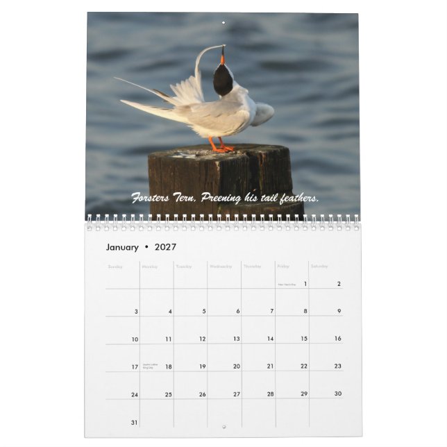 Die wilde Welt der Seeschwalben und der Möven Kalender (Jan 2027)