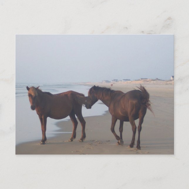 Die wilden Pferde am Strand von Carova Postkarte (Vorderseite)