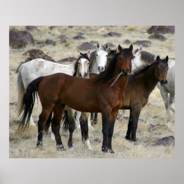 Die wilden poster (Vorne)