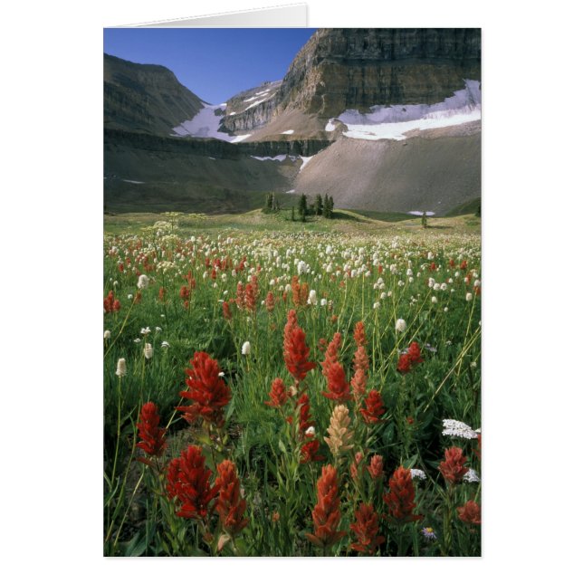 DIE WILDERNISSE VON TIMPANOGOS, (Vorne)