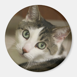 Die winzigste Tiger-Taste Magnet