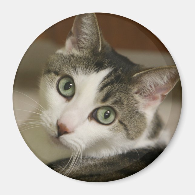 Die winzigste Tiger-Taste Magnet (Vorne)